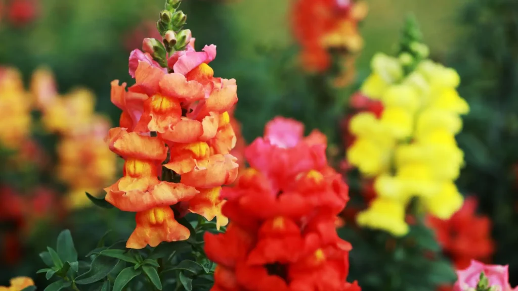 Flores de boca-de-leão em tons vibrantes usadas como flores para canteiro de jardim.
