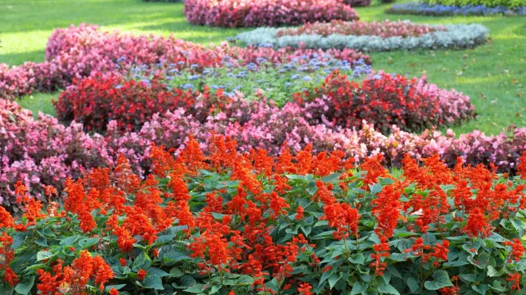 Canteiro com flores para canteiro de jardim em sol pleno, incluindo sálvia vermelha e flores sazonais coloridas.
