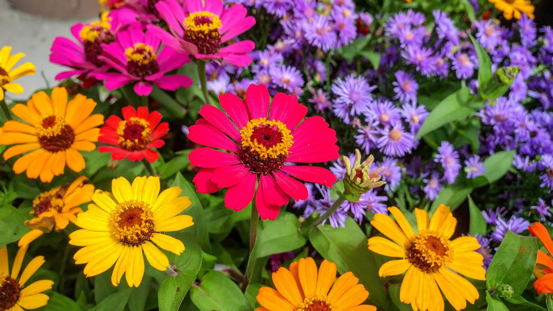 Canteiro com flores para canteiro de jardim em cores vibrantes como zínias e asters.