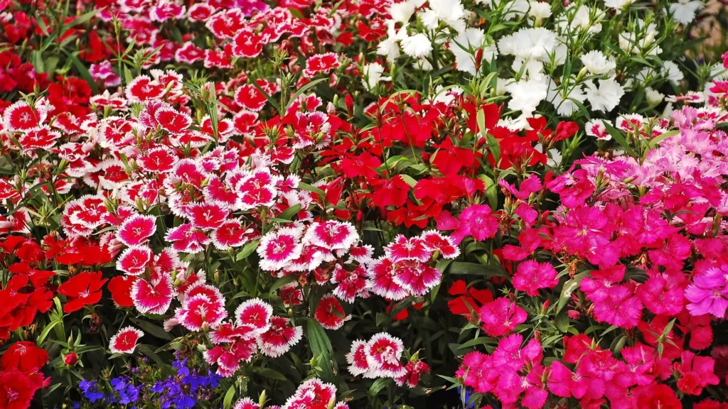 Cravinas coloridas usadas como flores para canteiro de jardim, em tons de rosa, vermelho e branco.
