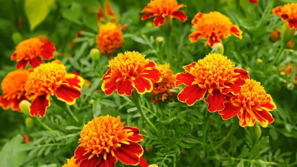 Tagetes usadas como flores para canteiro de jardim, com pétalas laranja e amarelas vibrantes.
