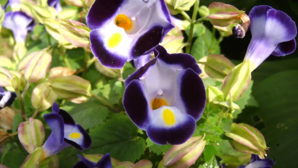 Torênia usada como flores para canteiro de jardim, ideal para áreas de meia-sombra.
