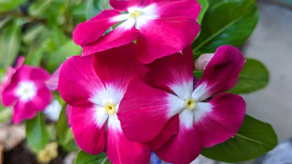 Vinca rosa usada como flores para canteiro de jardim, mostrando cor intensa e resistência ao calor.
