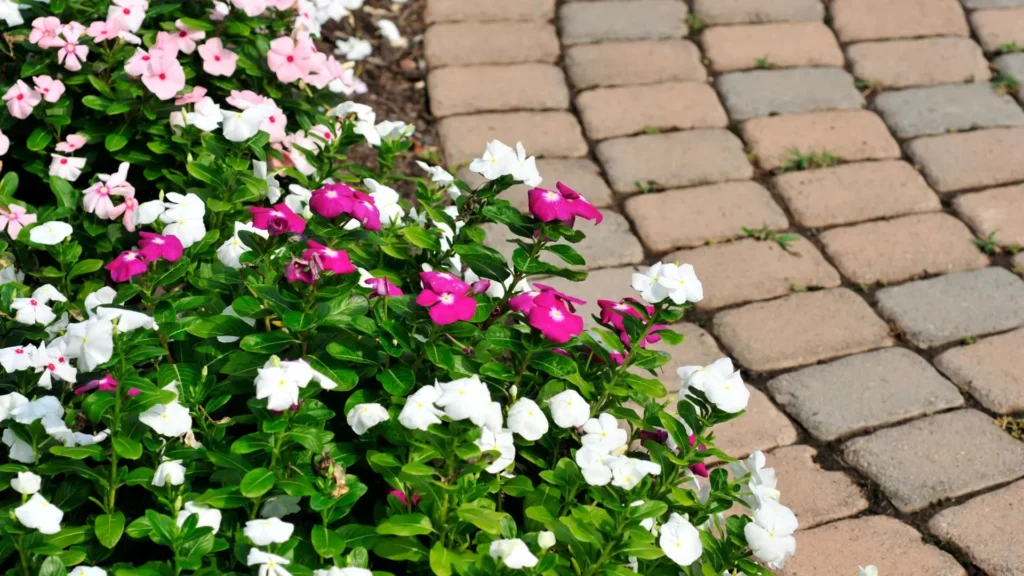 Vincas usadas como flores para canteiro de jardim mostrando a força das flores anuais.

