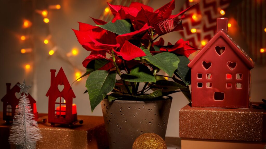 Vaso com poinsettia vermelha em destaque sobre uma mesa decorada com luzes, miniaturas natalinas e bolas douradas, criando um ambiente acolhedor e festivo.