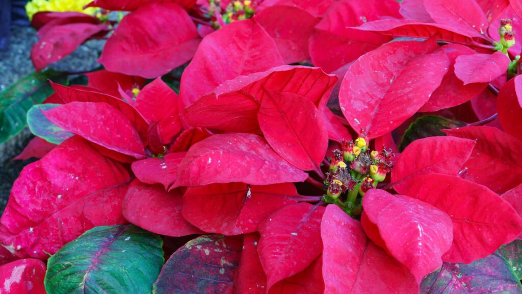 Close das brácteas vermelhas da poinsétia, com pequenas flores amarelas no centro, mostrando a diferença entre folhas coloridas e flores verdadeiras.
