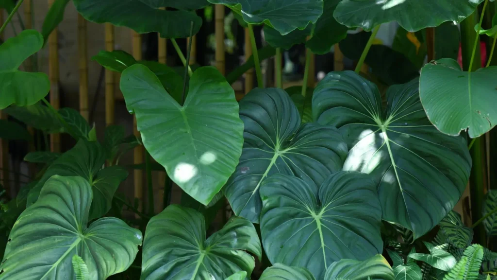 Folhas grandes e brilhantes de plantas tropicais em diferentes tons de verde, com veios marcados.