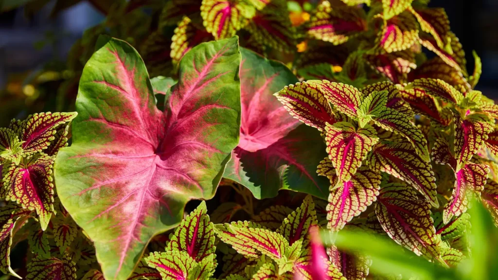 Folhagens coloridas de caládio e coleus com tons vibrantes de verde, rosa e bordô em jardim ensolarado, simbolizando a beleza viva das plantas ornamentais.