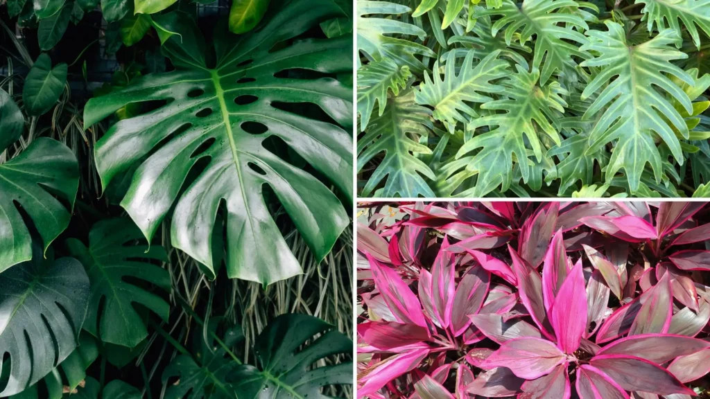 Folhagens tropicais com destaque para folhas de costela-de-adão, xanadu e cordyline colorida em tons de rosa e roxo.