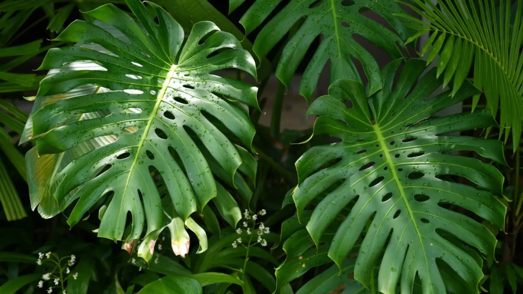 Folhas verdes e saudáveis de costela de adão, com superfície brilhante e bem hidratada, mostrando o resultado de cuidados preventivos adequados.