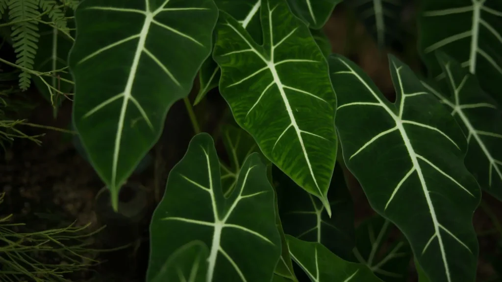 Folhas tropicais verdes com nervuras claras em destaque, mostrando textura e padrões naturais típicos de plantas tropicais.