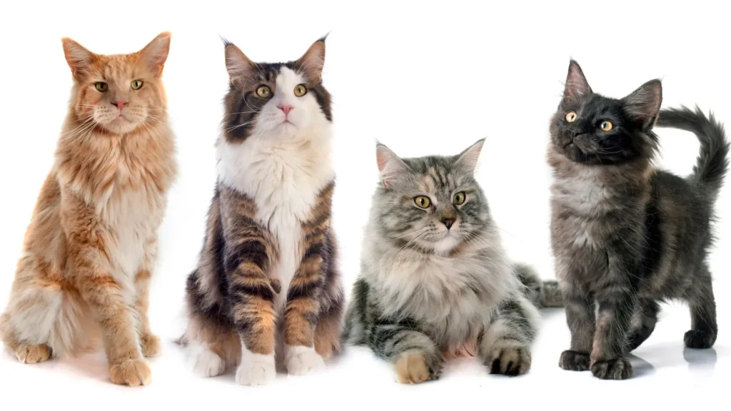 quatro gatos de raças diferentes posando lado a lado em fundo branco, representando cuidados necessários ao cultivar plantas Xanadu em casas com pets