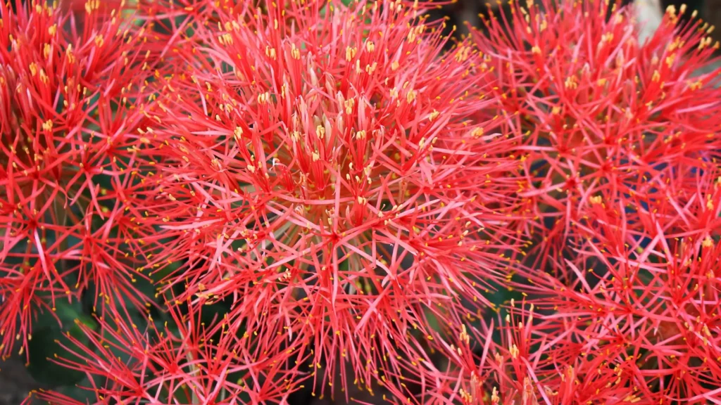 close da flor do haemanthus com filetes vermelhos e pontas amarelas