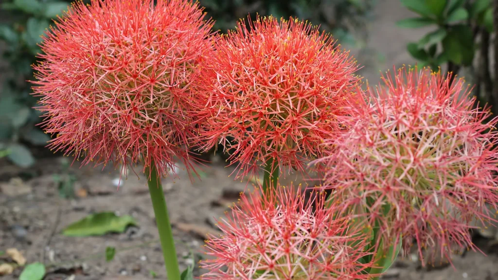 flores de haemanthus vermelhas em formato de esfera destacadas no jardim