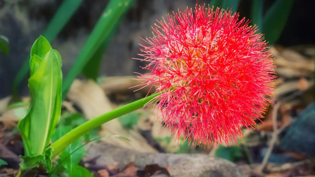 haemanthus com flor esférica vermelha inclinada em fase de pleno florescimento