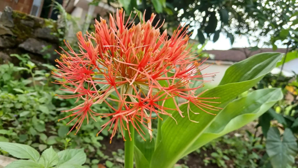 haemanthus com inflorescência vermelha totalmente aberta em jardim externo