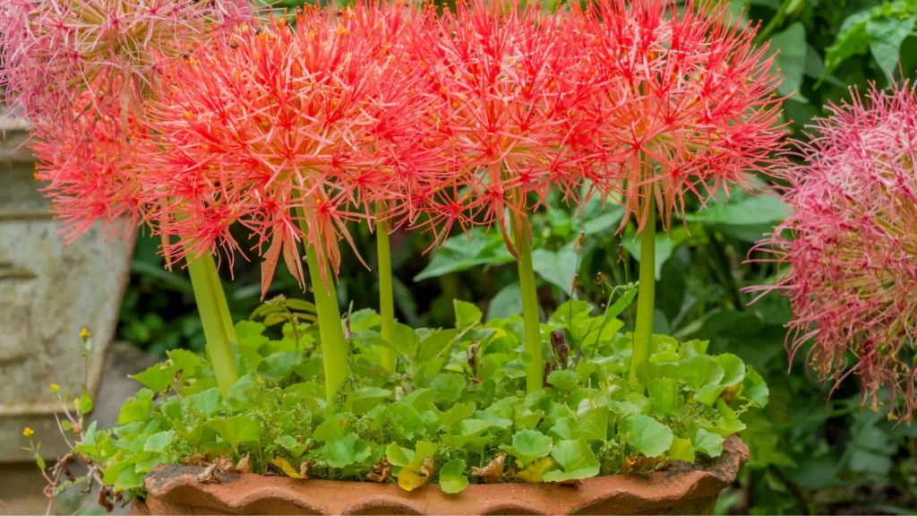 haemanthus em vaso com várias hastes floridas exibindo esferas vermelhas vibrantes