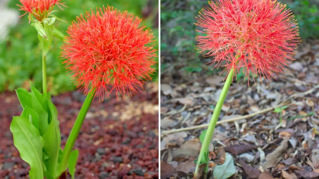 flor haemanthus em plena floração, com esfera vermelha vibrante destacada sobre solo natural
