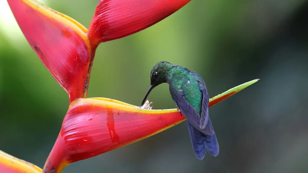 Beija-flor verde pousado em helicônia vermelha em ambiente natural