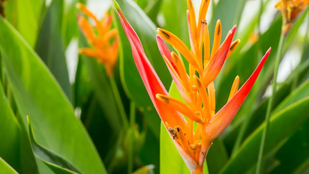 Flor de helicônia em close, com pétalas em tons de laranja e vermelho, destacada contra um fundo de folhagem verde tropical.