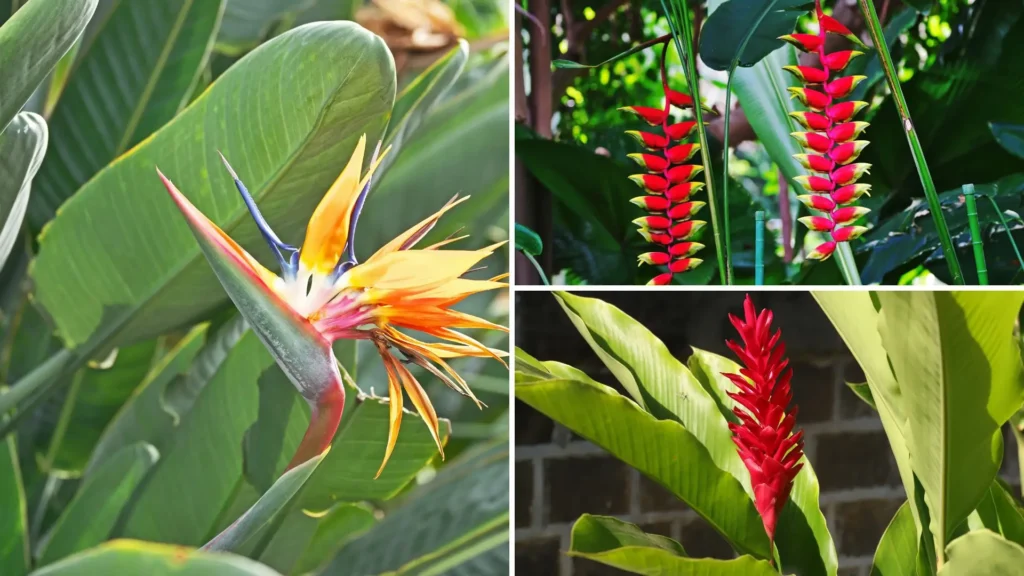 Flores tropicais de helicônia, alpínia e estrelitzia em meio a folhagem verde exuberante.