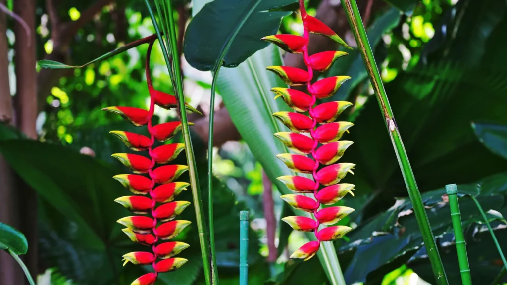 Inflorescências pendentes de helicônia bico-de-papagaio em tons de vermelho e amarelo no jardim tropical