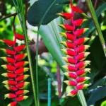 Inflorescências pendentes de helicônia bico-de-papagaio em tons de vermelho e amarelo no jardim tropical