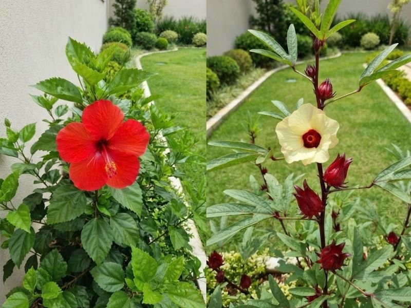 Hibisco ornamental vermelho ao lado do hibisco para chá, com flor clara e cálices vermelhos.