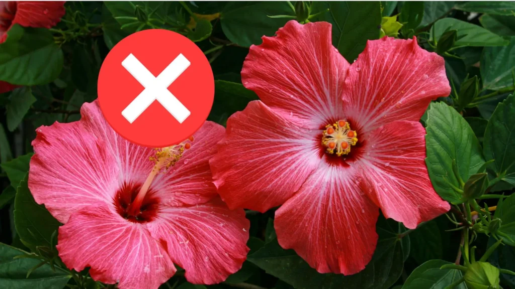 Flor de hibisco ornamental com símbolo de alerta em formato de X, indicando que essa espécie não deve ser usada para infusões ou chás.