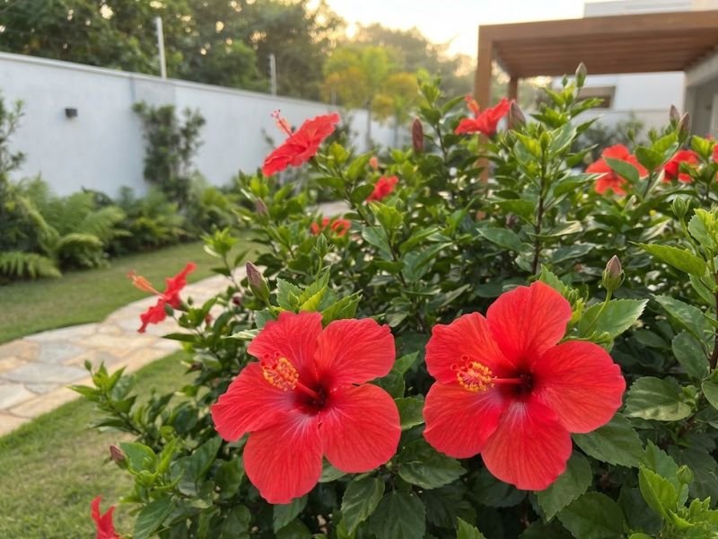 Duas flores de hibisco vermelho em primeiro plano, com folhagem verde e jardim residencial ao fundo.