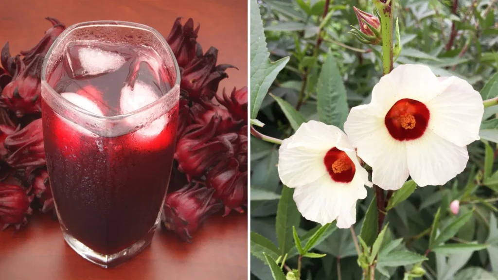 Flor de hibisco comestível da espécie Hibiscus sabdariffa ao lado de copo com chá natural feito a partir de seus cálices vermelhos.