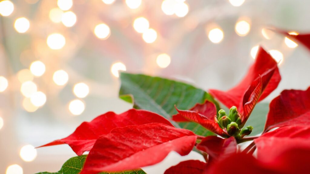 Close da poinsettia com brácteas vermelhas e fundo iluminado por luzes natalinas, representando sua origem e simbolismo no Natal.