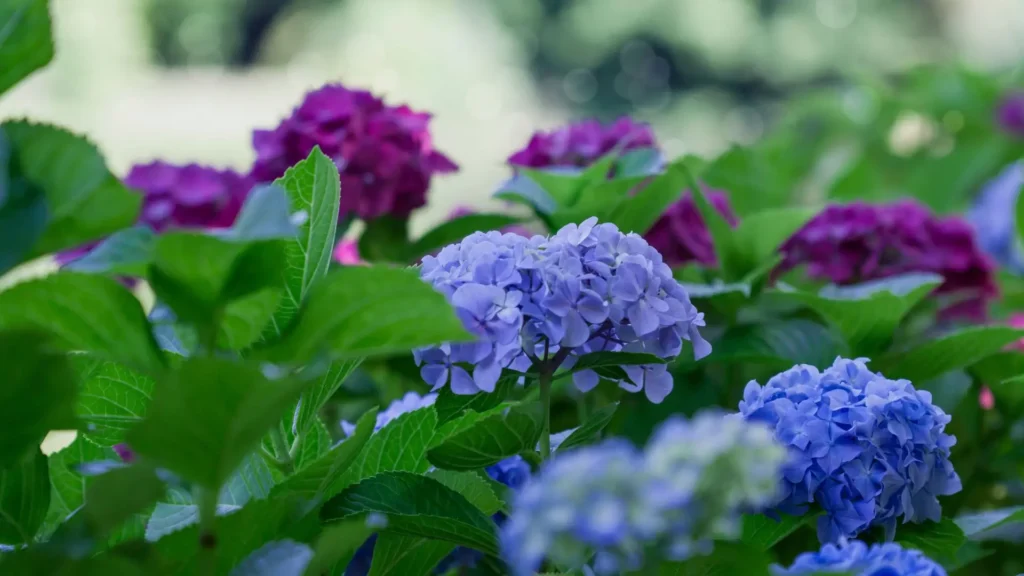 Flores de hortênsia em tons de azul e rosa em jardim, ilustrando a origem asiática e a adaptação da planta ao clima do sul do Brasil.
