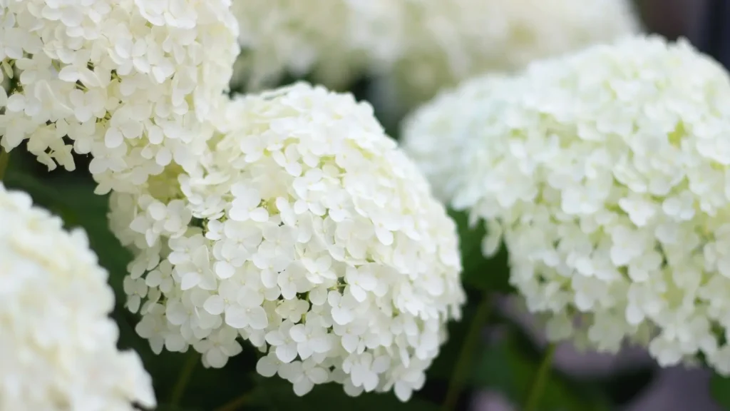 Flores de hortênsia branca em close-up, mostrando sua cor pura e estável, que não muda com o pH do solo.
