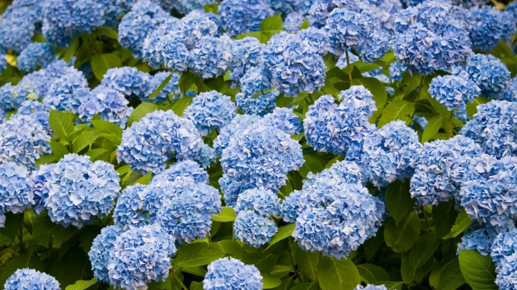 Hortênsias azuis em plena floração em um jardim com folhagem verde e solo úmido.

