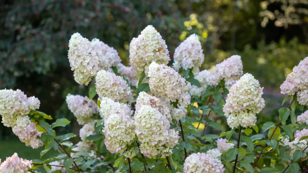 Inflorescências cônicas da Hydrangea paniculata, conhecidas como hortênsia de verão, com flores brancas e rosadas em jardim verdejante.
