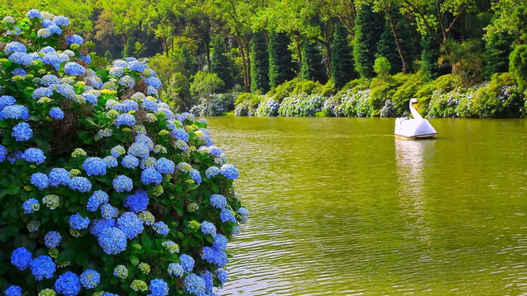 Hortênsias azuis às margens do Lago Negro, em Gramado, Rio Grande do Sul, mostrando uma das regiões onde a hortênsia é mais cultivada no Brasil.
