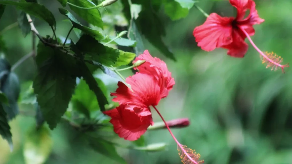 Flores vermelhas de hibisco destacando-se entre folhas verdes em um jardim tropical, usadas no paisagismo ornamental.
