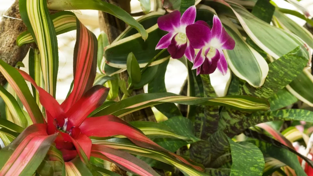 Bromélia e orquídea em luz filtrada