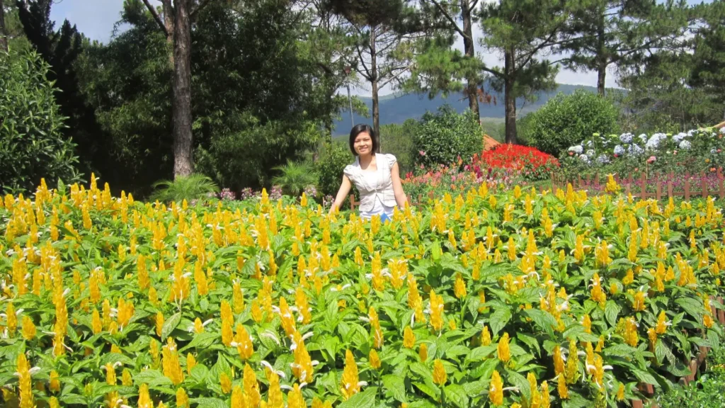 planta camarão amarelo em jardim ensolarado com floração intensa sob sol pleno
