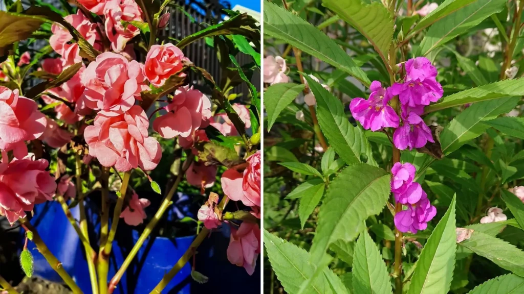 Duas variedades da flor Impatiens balsamina, também conhecida como beijo-de-frade, com flores rosadas e roxas entre folhas verdes em um jardim iluminado pelo sol.