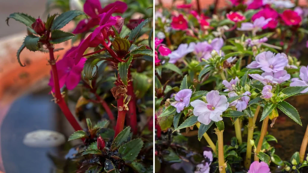 Flor de Impatiens hawkeri laranja apresentando pétalas queimadas e folhas amareladas devido ao excesso de sol direto.