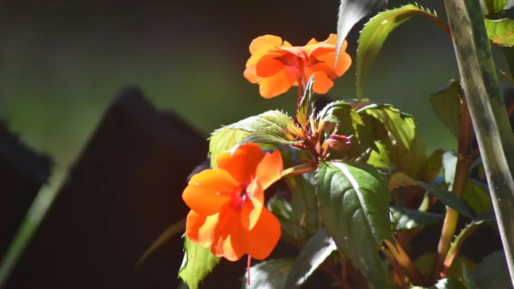 Planta de Impatiens hawkeri magenta com hastes caídas e folhas murchas, mostrando sinais de falta de água.