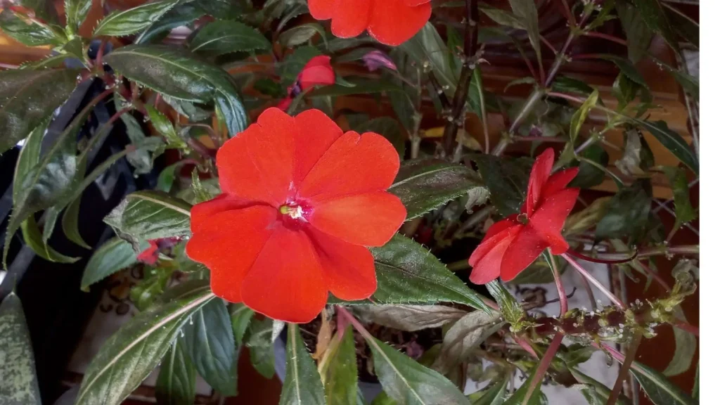 Impatiens hawkeri com folhas manchadas e brotos apodrecendo devido a fungos causados por solo encharcado.