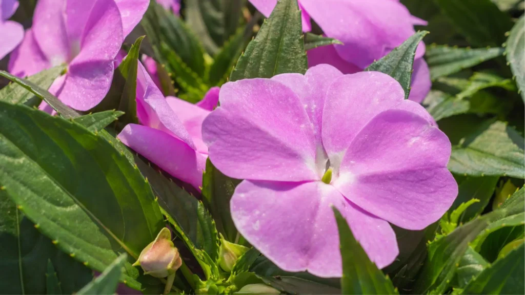 Close-up da flor Impatiens hawkeri, também conhecida como beijo-pintado, com pétalas lilases vibrantes e folhas verdes serrilhadas ao fundo.