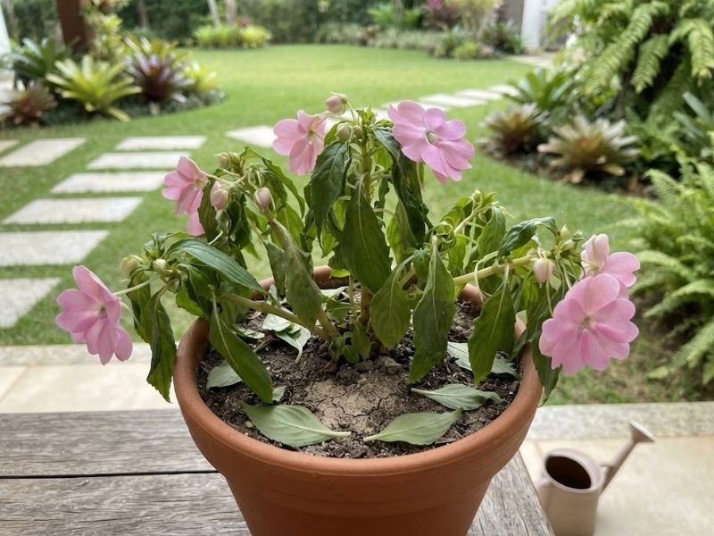 Impatiens hawkeri murcha com folhas e flores caídas em vaso