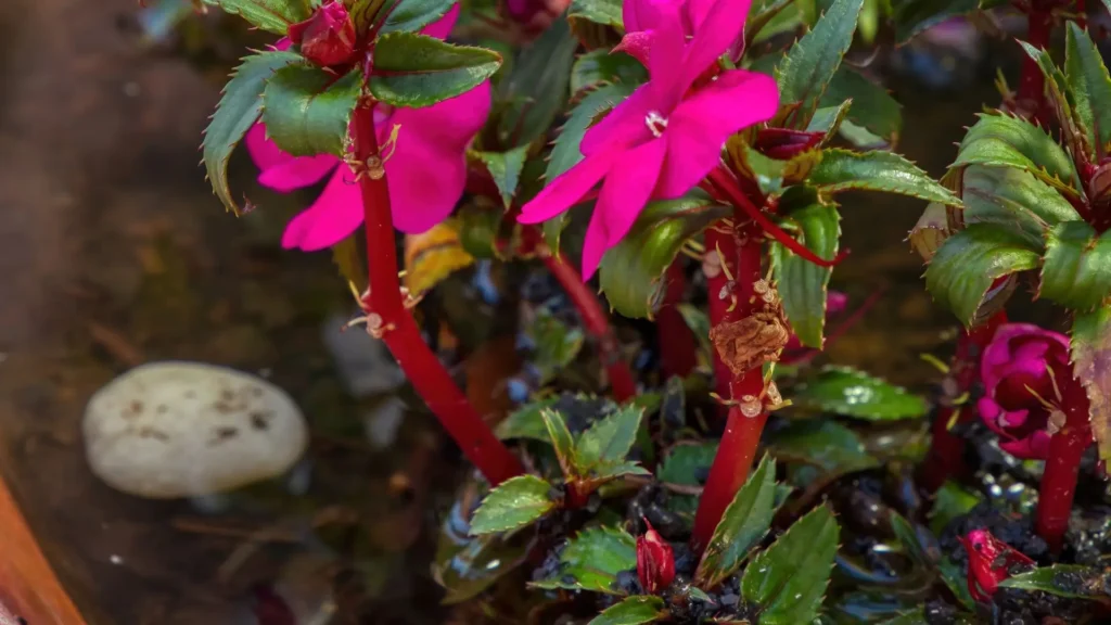 Planta Impatiens com caules avermelhados e folhas murchas, apresentando sinais de declínio e estresse.