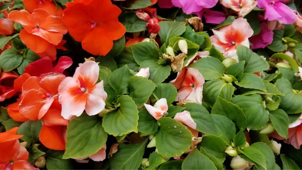 Flores de Impatiens walleriana (Maria-sem-vergonha) em tons de laranja, salmão e rosa, com folhas verdes e brotos fechados ao redor.