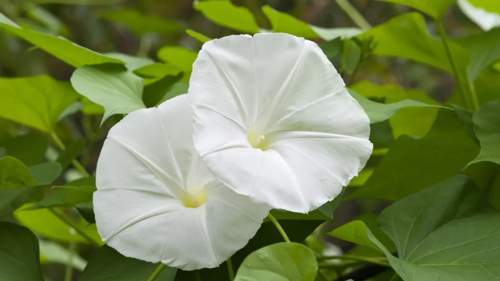 Flores brancas da Ipomoea alba, conhecida como Flor-da-Lua ou Dama-da-Noite popular, abertas entre folhagem verde.