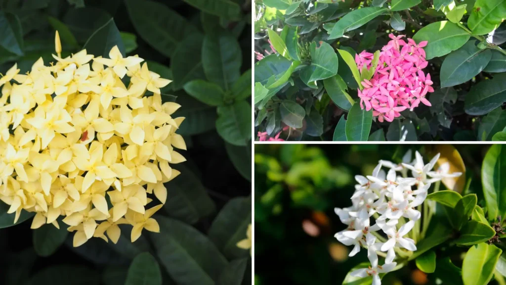 Inflorescências das variedades de ixora nas cores amarela, rosa e branca, destacando suas diferenças visuais.